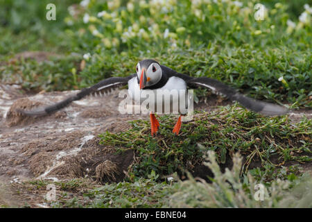 Macareux moine, Fratercula arctica Macareux moine (commune), voler jusqu'à partir de la grotte de reproduction , Royaume-Uni, Angleterre, Iles Farne, agrafez Island Banque D'Images