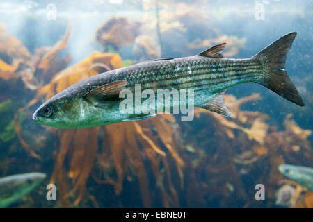 Lèvres épaisses, mulet mulet lèvre épaisse, Thicklip (Chelon labrosus mulet, Mugil chelo, Mugil provensalis), natation Banque D'Images