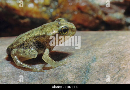 Grenouille rousse, grenouille herbe (Rana temporaria), les jeunes grenouilles, métamorphose, Allemagne Banque D'Images