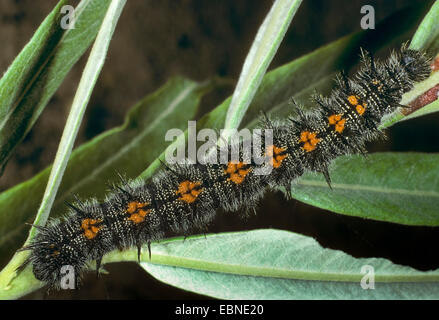 (Nymphalis antiopa Camberwell beauty), Caterpillar, Allemagne Banque D'Images