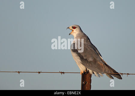 Black-shouldered kite (Elanus caeruleus), assis sur un barbwire et appelant, Afrique du Sud, Barberspan Sanctury Oiseaux Banque D'Images