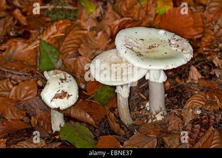 Faux deathcap (Amanita citrina, Amanita mappa), trois organes de fructification sur le sol forestier, Allemagne Banque D'Images