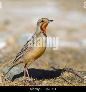Cape longclaw (Macronyx capensis), debout sur le terrain, Afrique du Sud, Barberspan Sanctury Oiseaux Banque D'Images
