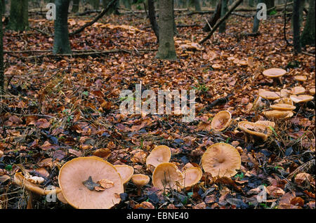 Parade du Moine, de l'entonnoir (Clitocybe geotropa, Clitocybe geotropa Infundibulicybe, maxima), fairy ring, Allemagne Banque D'Images