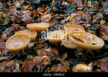 Parade du Moine, de l'entonnoir (Clitocybe geotropa, Clitocybe geotropa Infundibulicybe, maxima), fairy ring, Allemagne Banque D'Images