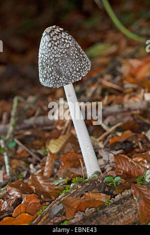 Inkcap Magpie Magpie, Coprinus picaceus (champignon), la fructification, à même le sol forestier, Allemagne Banque D'Images