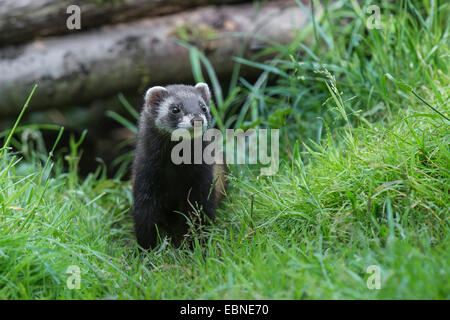 Le putois d'Europe (Mustela putorius), dans un pré watchfully, ALLEMAGNE, Basse-Saxe Banque D'Images