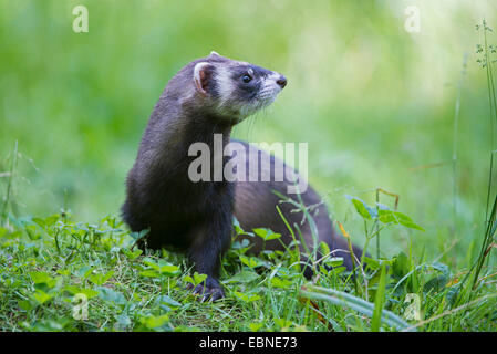 Le putois d'Europe (Mustela putorius), dans un pré , Basse-Saxe, Allemagne Banque D'Images