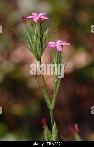 Deptford (rose Dianthus armeria), blooming, Allemagne Banque D'Images