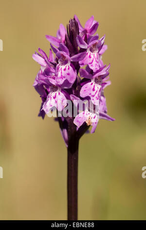 Marais à feuilles étroites de l'ouest (Dactylorhiza traunsteineri), inflorescence, Allemagne Banque D'Images