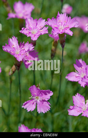 Dianthus gratianopolitanus cheddar (rose), la floraison, Allemagne Banque D'Images