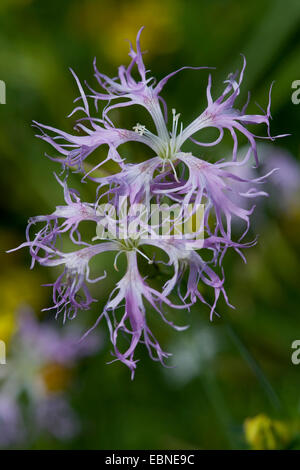 Superbe Dianthus superbus (rose), fleurs, Allemagne Banque D'Images