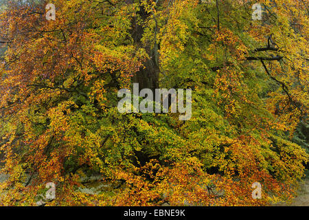 Le hêtre commun (Fagus sylvatica), avec les feuilles d'automne, Danemark Banque D'Images