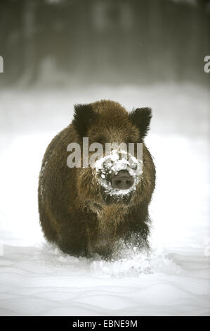 Le sanglier, le porc, le sanglier (Sus scrofa), homme marcher dans la neige profonde, l'Allemagne, Bade-Wurtemberg Banque D'Images