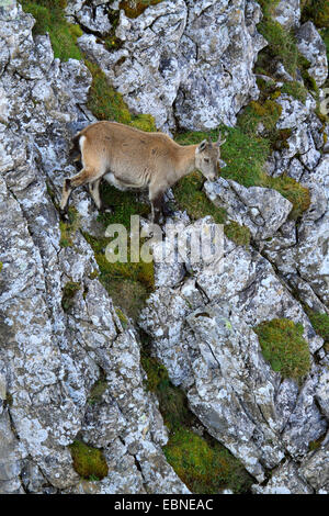 Bouquetin des Alpes (Capra ibex, Capra ibex ibex), pup à Wang, Suisse, Oberland Bernois, Wang Banque D'Images