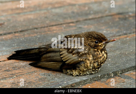 Blackbird (Turdus merula), la séance, le Royaume-Uni, l'Écosse, le Parc National de Cairngorms Banque D'Images