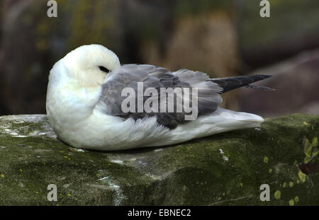 Le fulmar boréal (Fulmarus glacialis), sur son nid, Royaume-Uni, Angleterre, Northumberland Banque D'Images