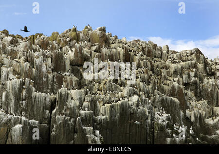 Common guillemot (Uria aalge), colonie de reproduction sur une falaise, Royaume-Uni, Angleterre, Northumberland, Iles Farne Banque D'Images