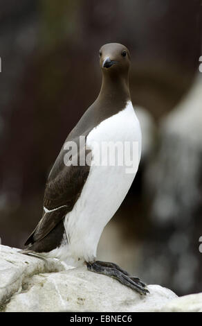 Common guillemot (Uria aalge), debout sur un rocher, Royaume-Uni, Angleterre, Northumberland, Iles Farne Banque D'Images