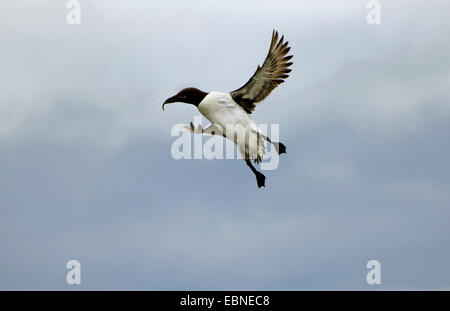 Common guillemot (Uria aalge), le débarquement du poisson de colonie, Royaume-Uni, Angleterre, Northumberland, Iles Farne Banque D'Images