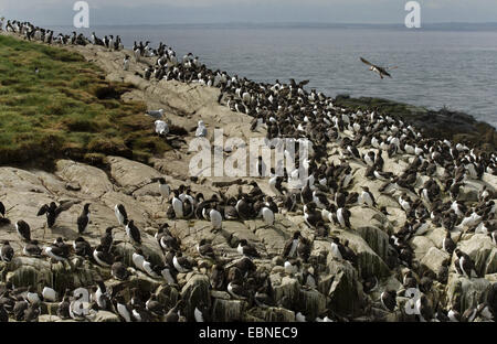 Common guillemot (Uria aalge), colonie de reproduction, Royaume-Uni, Angleterre, Northumberland, Iles Farne Banque D'Images