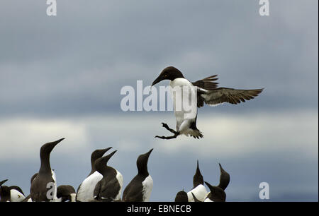 Common guillemot (Uria aalge), avec des poissons, de l'atterrissage à la colonie, Royaume-Uni, Angleterre, Northumberland, Iles Farne Banque D'Images