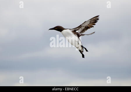 Common guillemot (Uria aalge), palier avec poisson , Royaume-Uni, Angleterre, Northumberland, Iles Farne Banque D'Images