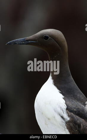 Common guillemot (Uria aalge), portrait, Royaume-Uni, Angleterre, Northumberland, Iles Farne Banque D'Images