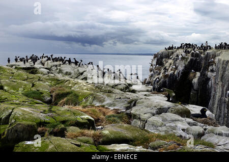 Common guillemot (Uria aalge), colonie, Royaume-Uni, Angleterre, Northumberland, Iles Farne Banque D'Images