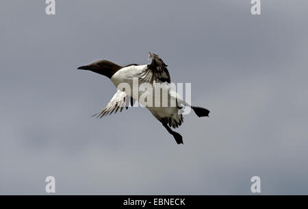 Common guillemot (Uria aalge), en vol, Royaume-Uni, Angleterre, Northumberland, Iles Farne Banque D'Images