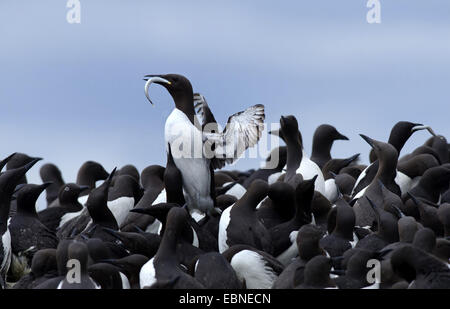 Common guillemot (Uria aalge), l'atterrissage à la colonie, avec le poisson, Royaume-Uni, Angleterre, Northumberland, Iles Farne Banque D'Images