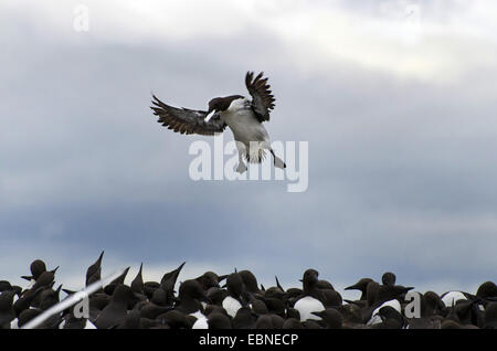 Common guillemot (Uria aalge), l'atterrissage à la colonie, Royaume-Uni, Angleterre, Northumberland, Iles Farne Banque D'Images