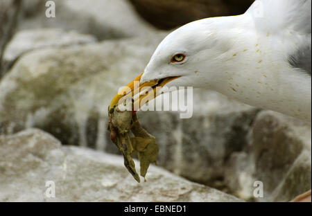 Goéland argenté (Larus argentatus), par un vol de nourriture , Royaume-Uni, Angleterre, Northumberland, Iles Farne Banque D'Images