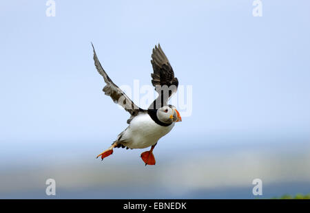 Macareux moine, Fratercula arctica Macareux moine (commune), en vol, Royaume-Uni, Angleterre, Northumberland, Iles Farne Banque D'Images