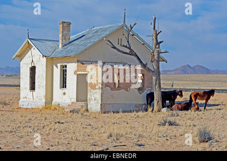 Chevaux sauvages du Namib (Equus caballus przewalskii f.), les chevaux sauvages à la recherche d'ombre à la gare de Garun près de Aus, Namibie Banque D'Images