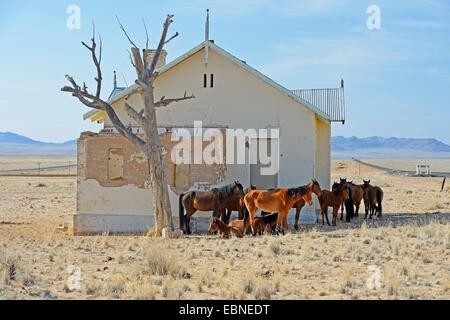 Chevaux sauvages du Namib (Equus caballus przewalskii f.), les chevaux sauvages à la recherche d'ombre à la gare de Garub près de Aus, Namibie Banque D'Images