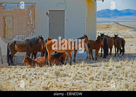 Chevaux sauvages du Namib (Equus caballus przewalskii f.), les chevaux sauvages à la recherche d'ombre à la gare de Garub près de Aus, Namibie Banque D'Images