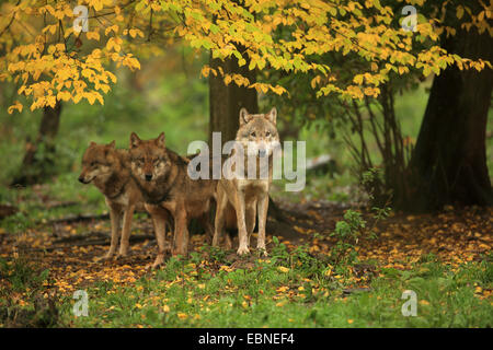 Le loup gris d'Europe (Canis lupus lupus), trois loups en forêt d'automne, l'Allemagne, la Bavière Banque D'Images