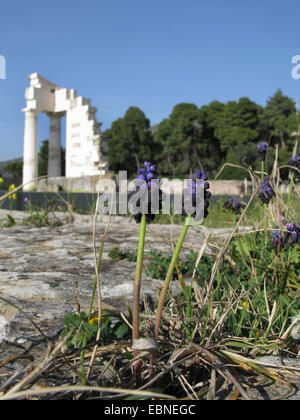 Dark Grape Hyacinth (Muscari commutatum, Botryanthus commutatus), qui fleurit sur le site antique, Grèce, Macédoine, l'Argolide, Epidaure Banque D'Images