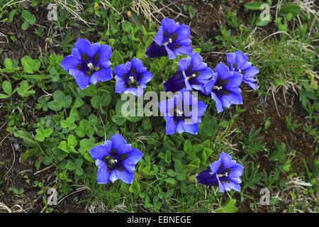 Gentiana clusii (Gentiana clusii), la floraison, la Suisse, l'Oberland bernois Banque D'Images