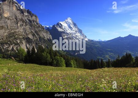 Vue d'une prairie de montagne ensoleillée à l'Eiger (3970 m), Suisse, Berne, Grindelwald Banque D'Images