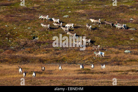 Renne européen, le caribou (Rangifer tarandus tarandus), troupeau de rennes sur Saltfjellet, Norvège, Nordland, Saltfjellet Svartisen Parc National Banque D'Images