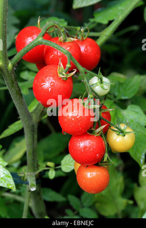 Jardin la tomate (Solanum lycopersicum, Lycopersicon esculentum), le cultivar Picolino Banque D'Images