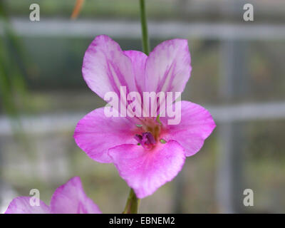 Glaïeul (Gladiolus illyricus sauvages), seule fleur Banque D'Images