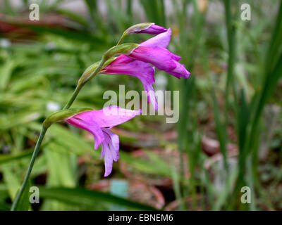 Glaïeul (Gladiolus illyricus sauvages), fleur Banque D'Images