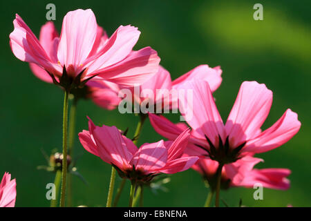 Jardin Mexicain, cosmos (Cosmos bipinnatus) Aster, fleurs en rétro-éclairage Banque D'Images