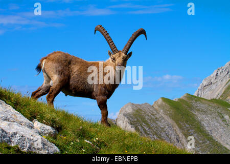 Bouquetin des Alpes (Capra ibex, Capra ibex ibex), debout sur la crête rocheuse, la Suisse, l'Alpstein, Altmann Banque D'Images