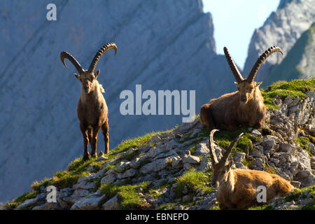 Bouquetin des Alpes (Capra ibex, Capra ibex ibex), alpine bouquetins sur crest en face du mur de pierre, la Suisse, l'Alpstein, Altmann Banque D'Images