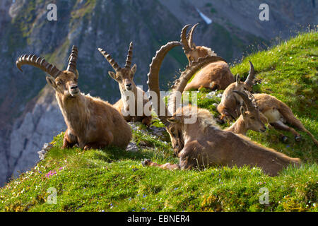 Bouquetin des Alpes (Capra ibex, Capra ibex ibex), troupeau de soleil sur mountain meadow, la Suisse, l'Alpstein, Saentis Banque D'Images