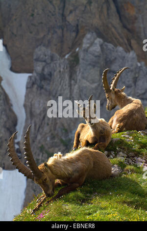 Bouquetin des Alpes (Capra ibex, Capra ibex ibex), trois des bouquetins alpins allongé sur l'herbe dans des paysages de montagne, la Suisse, l'Alpstein, Saentis Banque D'Images